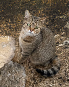 Kit Kat, the barn cat