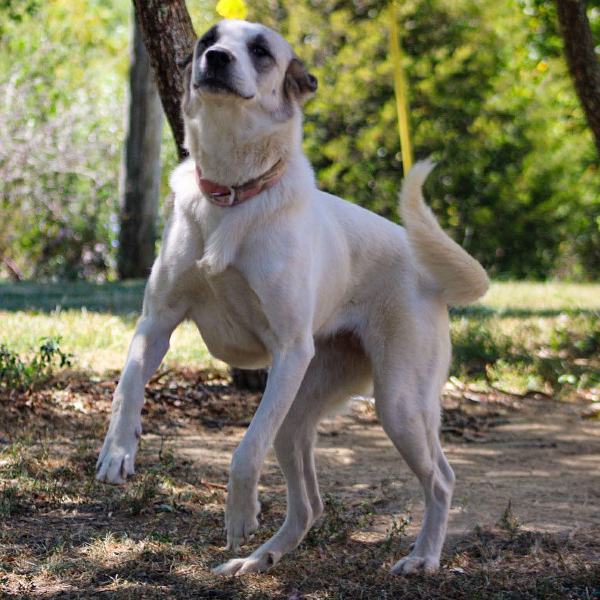 Dotti Guardian Dog