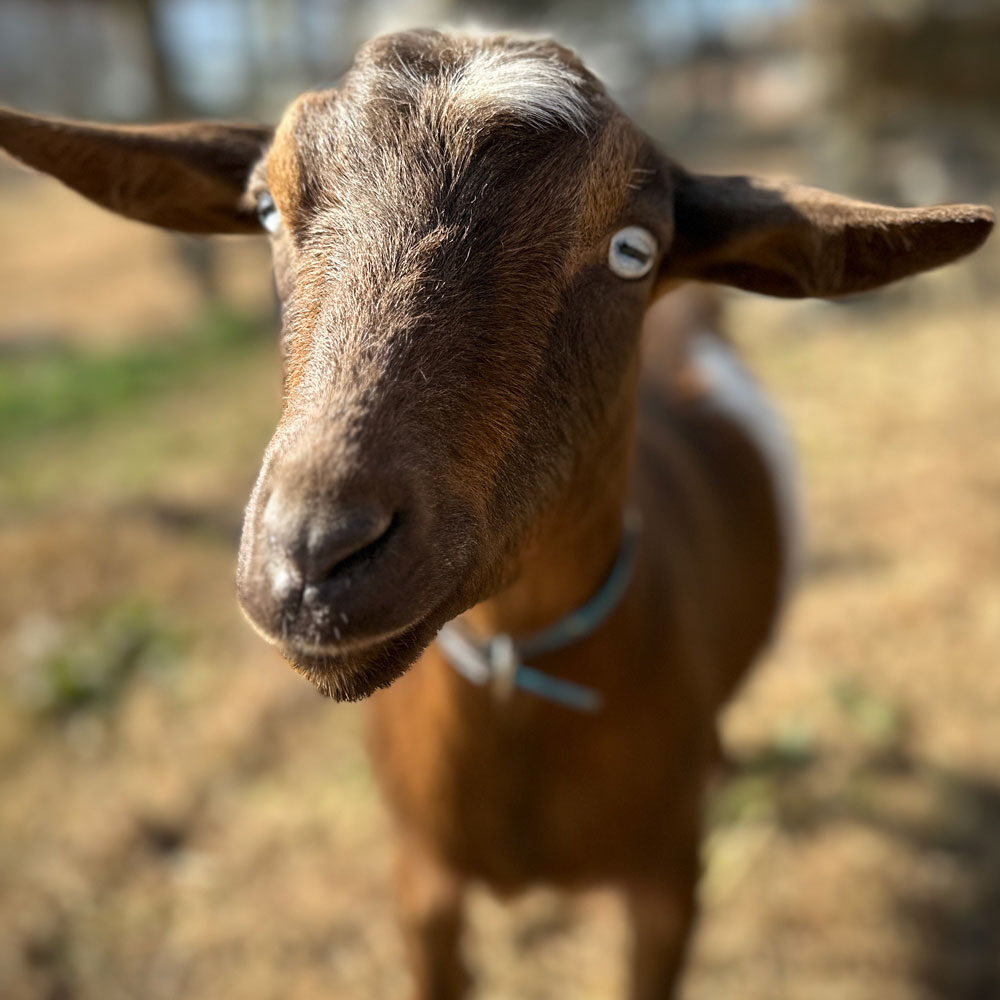 carmello goat