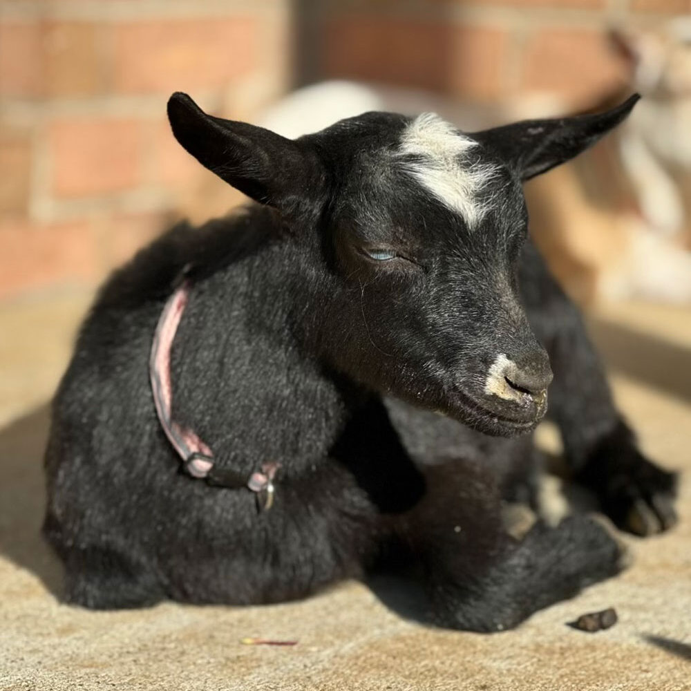 Coca Bella goat